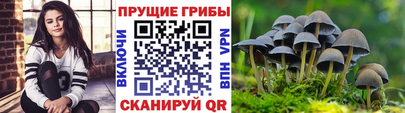 маркетплейс Telegram  Западная Двина  Псилоцибиновые грибы Magic Shrooms  где найти  